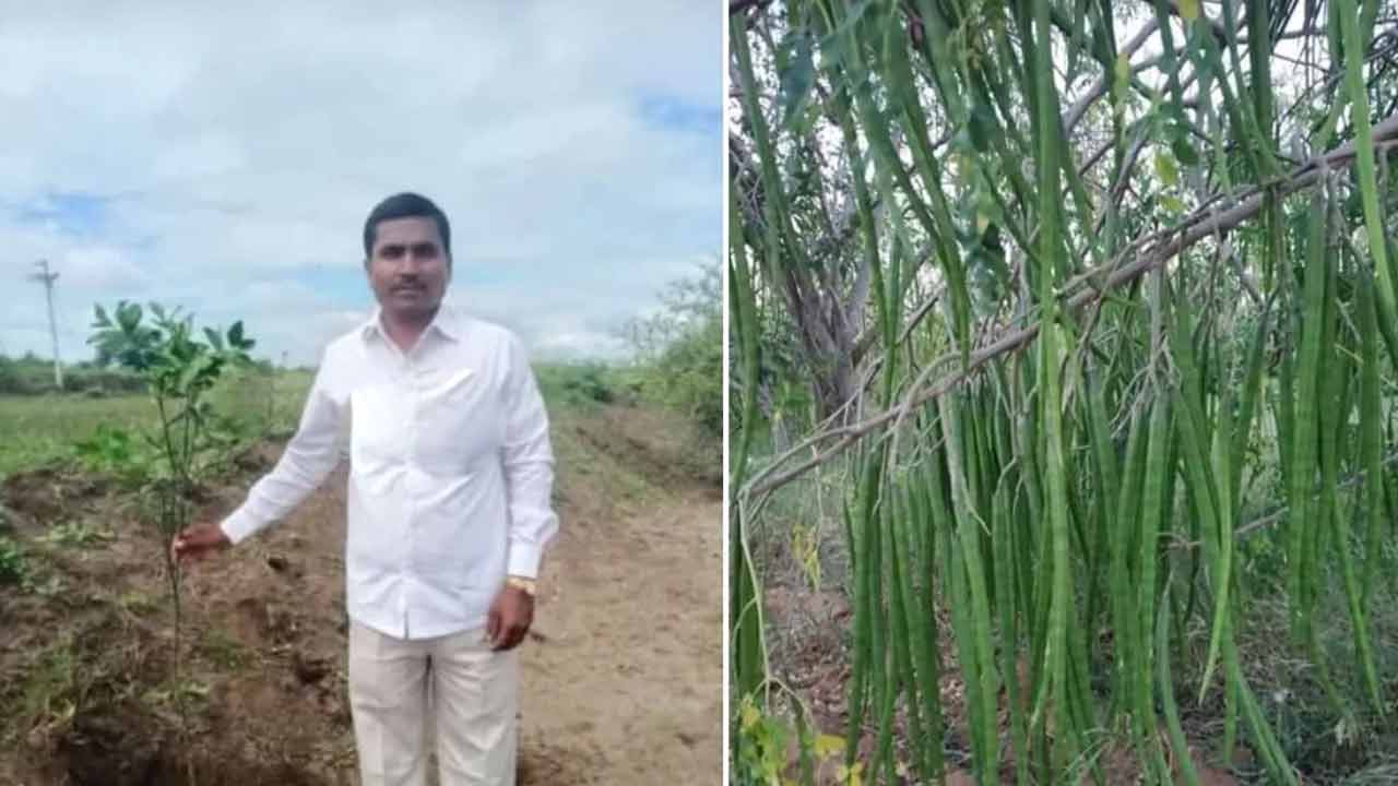 Drumstick Farming | సిరులు కురిపిస్తున్న మునగ పంట.. ఎకరాకు రూ. 8 లక్షలు సంపాదిస్తున్న రైతు Drumstick Farming | సిరులు కురిపిస్తున్న మునగ పంట.. ఎకరాకు రూ. 8 లక్షలు సంపాదిస్తున్న రైతు