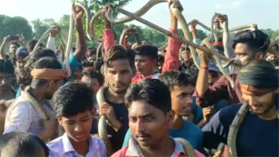 Snake Festival | దేశంలోనే అతిపెద్ద పాముల జాతర..చూసేందుకే భయం Snake Festival | దేశంలోనే అతిపెద్ద పాముల జాతర..చూసేందుకే భయం