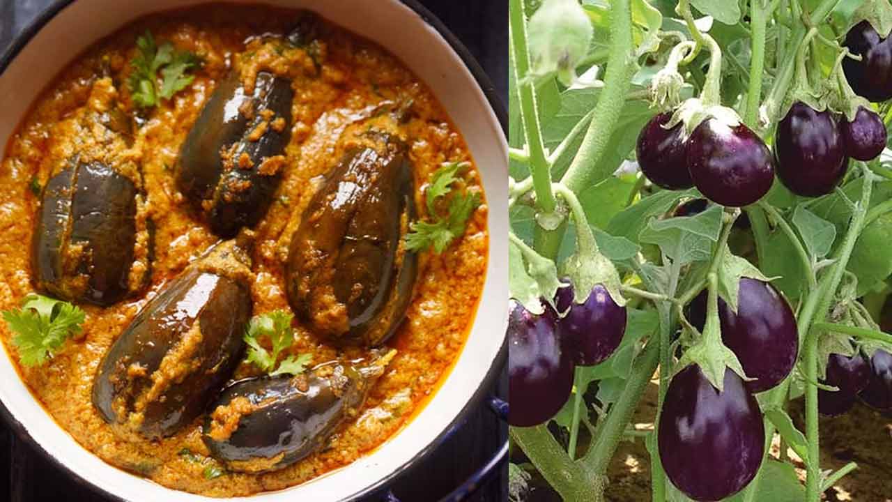 Brinjal | వ‌ర్షాకాలంలో వంకాయ‌తో ముప్పు..! జర జాగ్ర‌త్త‌..!