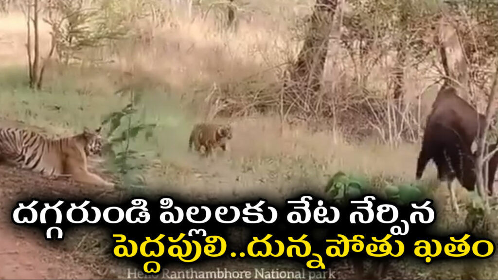 tiger-hunting-training-calf-ranthambore-viral-video