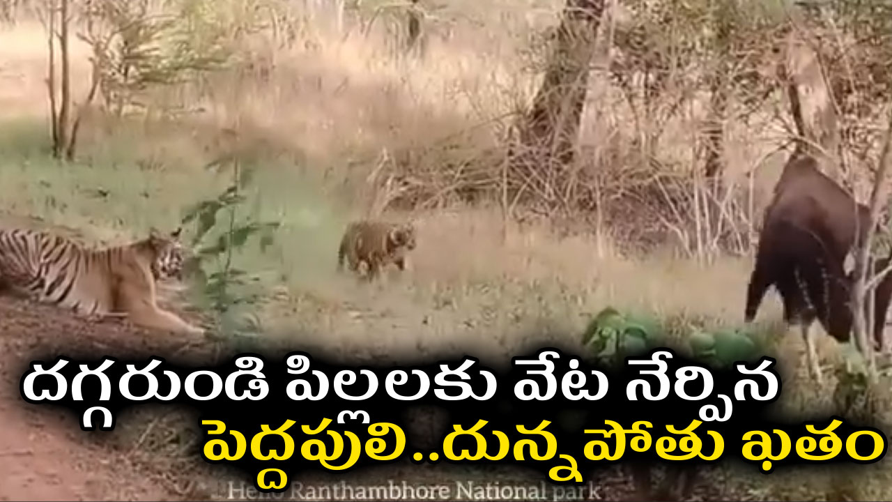 దగ్గరుండి పిల్లలకు వేట నేర్పిన పెద్దపులి..దున్నపోతు ఖతం దగ్గరుండి పిల్లలకు వేట నేర్పిన పెద్దపులి..దున్నపోతు ఖతం