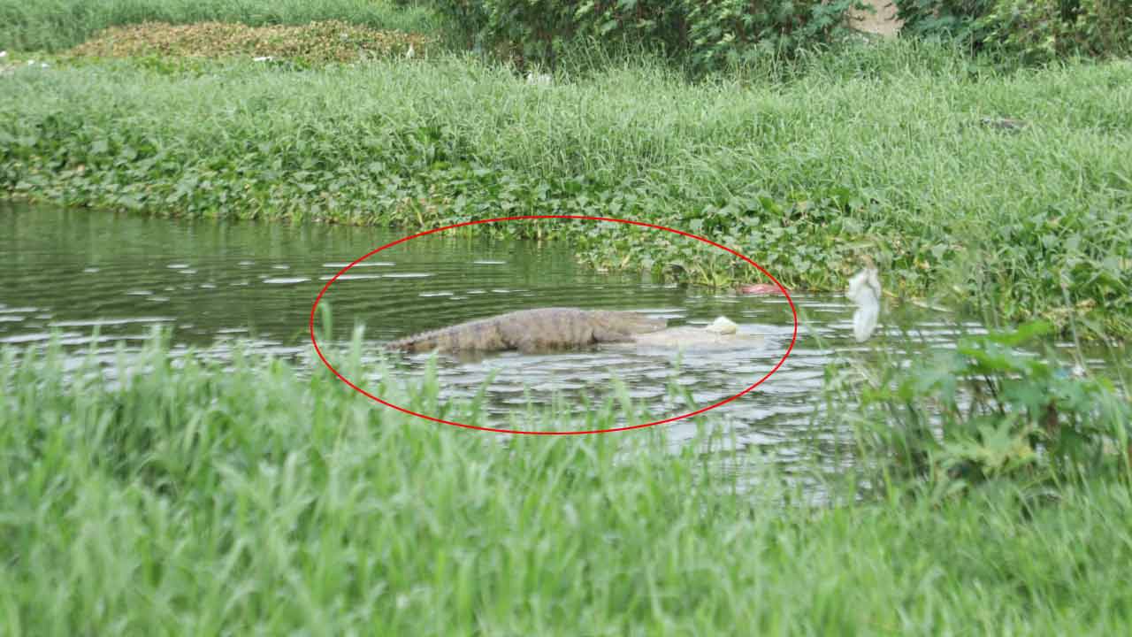 Crocodile | దిల్సుఖ్నగర్లో మొసలి కలకలం.. భయాందోళనలో స్థానికులు..! Crocodile | దిల్సుఖ్నగర్లో మొసలి కలకలం.. భయాందోళనలో స్థానికులు..!