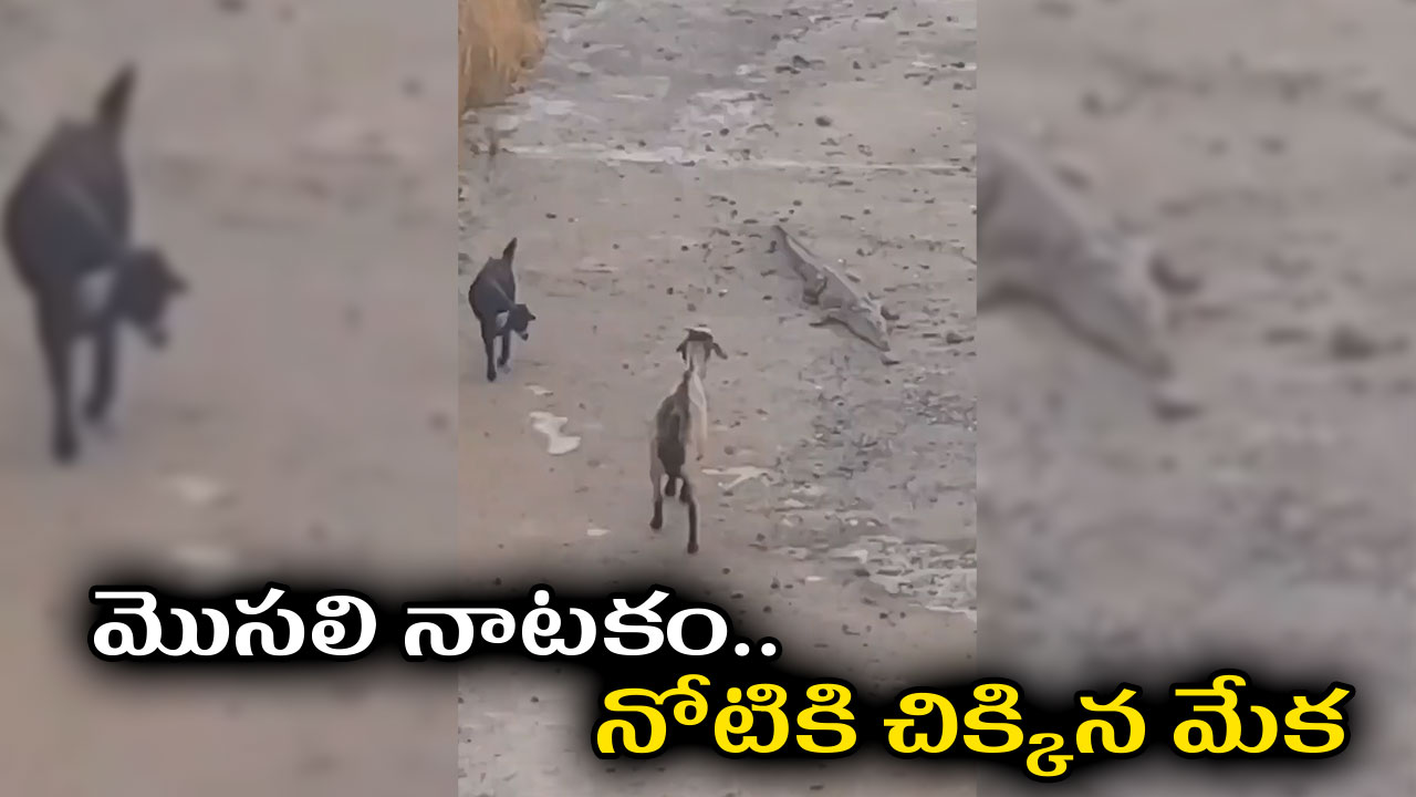 మొసలి నాటకం..నోటికి చిక్కిన మేక మొసలి నాటకం..నోటికి చిక్కిన మేక