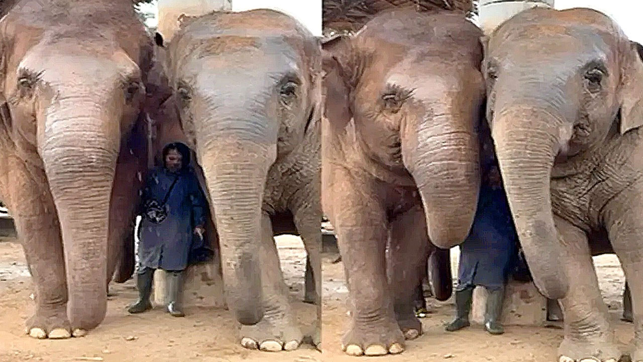 Elephants Humanity | వీడియో : గజరాజుల ‘మానవత్వం’ – మనుషుల్ని మించిపోయాయి Elephants Humanity | వీడియో : గజరాజుల ‘మానవత్వం’ – మనుషుల్ని మించిపోయాయి