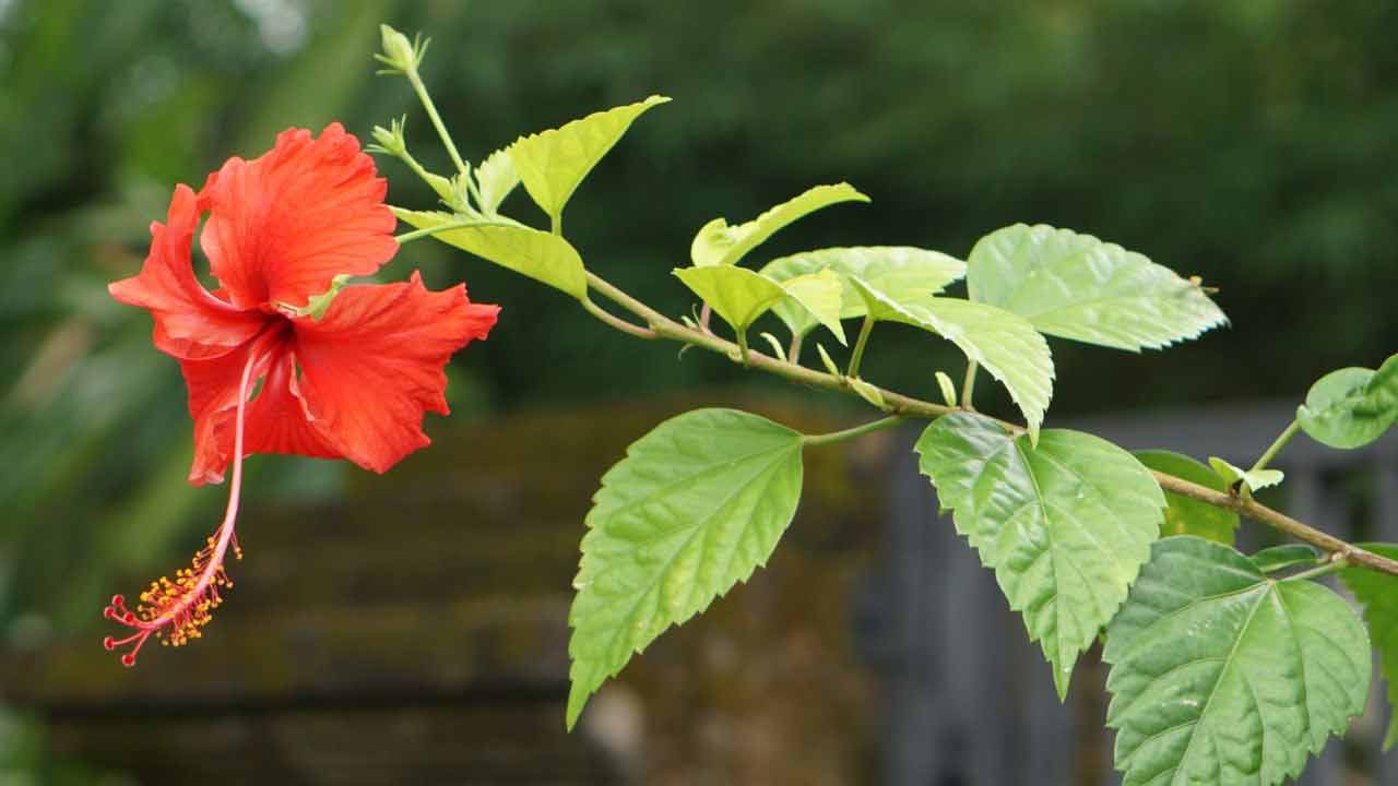 Hibiscus For Hair Growth | ‘మందారం ఆకు’ ఉండగా.. మగాడికి ఎందుకు బాధ..! Hibiscus For Hair Growth | ‘మందారం ఆకు’ ఉండగా.. మగాడికి ఎందుకు బాధ..!