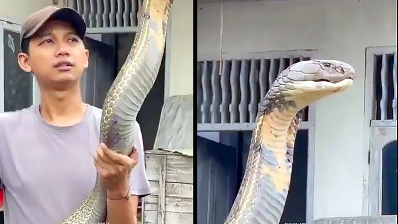 Top 5 Cobras | కోబ్రాలందు కొన్ని కోబ్రాలు వేరయా! కాటేస్తే.. కాటికే! Top 5 Cobras | కోబ్రాలందు కొన్ని కోబ్రాలు వేరయా! కాటేస్తే.. కాటికే!