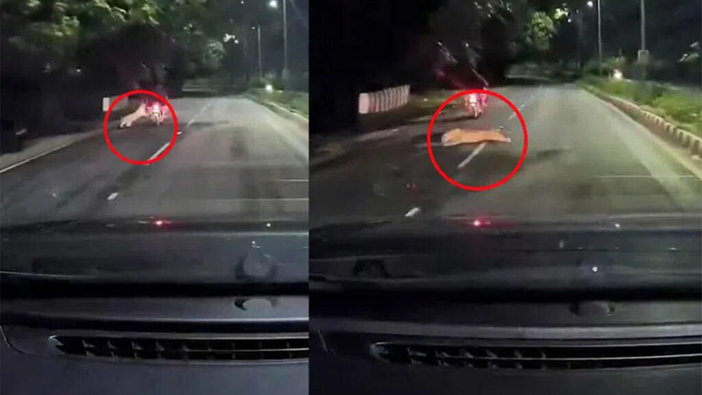 tirumala-leopard-attack-bikers