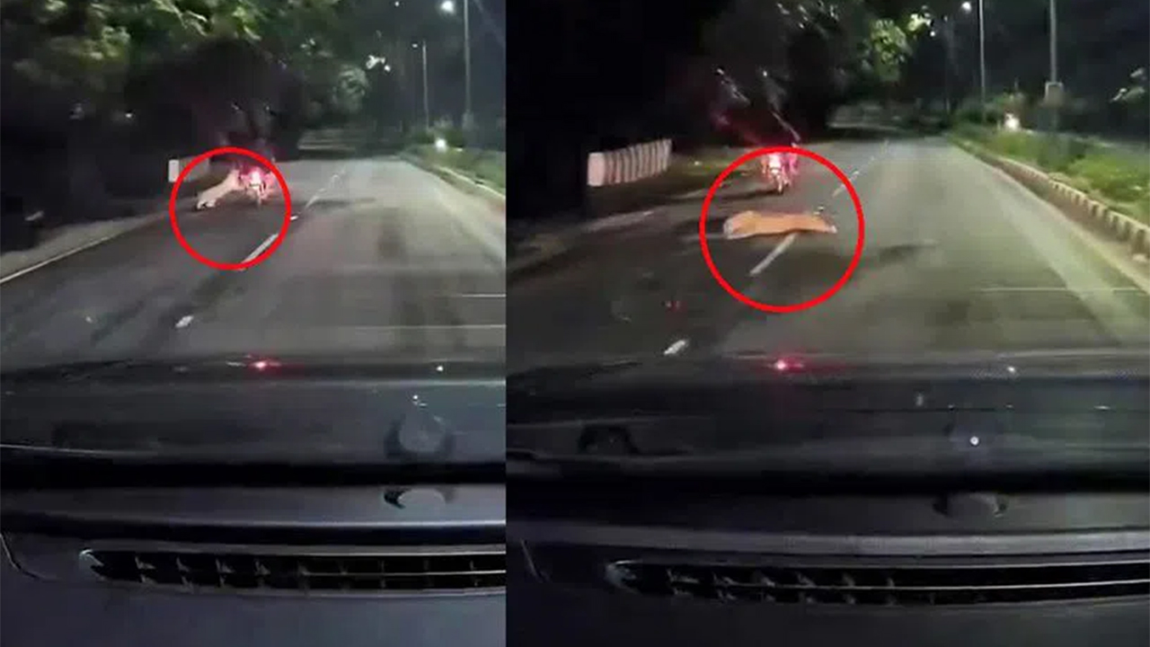 Leopard Attack Man Riding Bike | తిరుమలలో బైకర్స్ పై చిరుత దాడి Leopard Attack Man Riding Bike | తిరుమలలో బైకర్స్ పై చిరుత దాడి