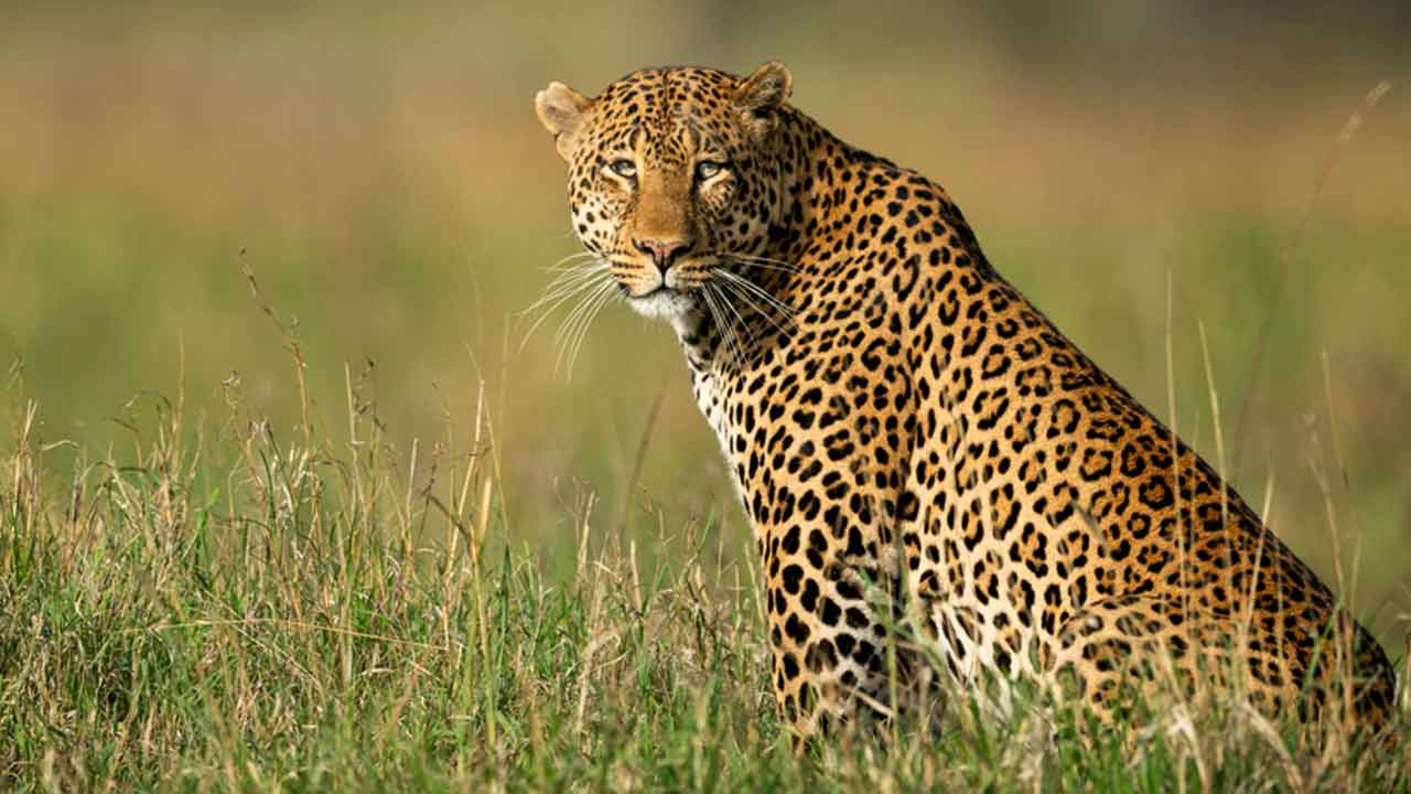Leopard | గండిపేటలో చిరుత పులి సంచారం.. వీడియో Leopard | గండిపేటలో చిరుత పులి సంచారం.. వీడియో