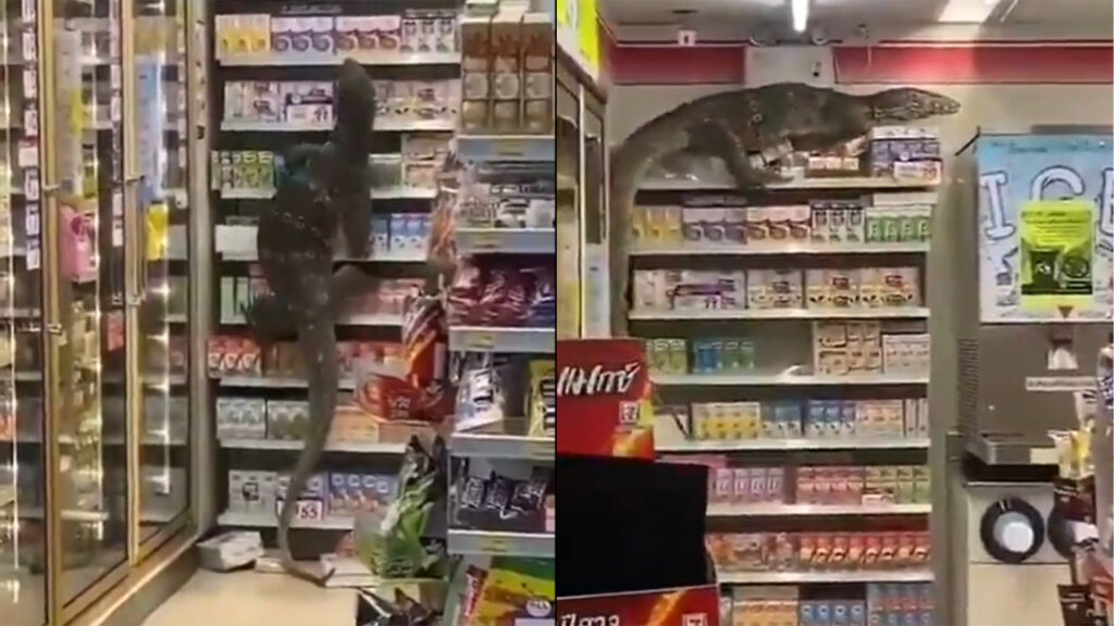 monitor-lizard-in-mall-video-viral