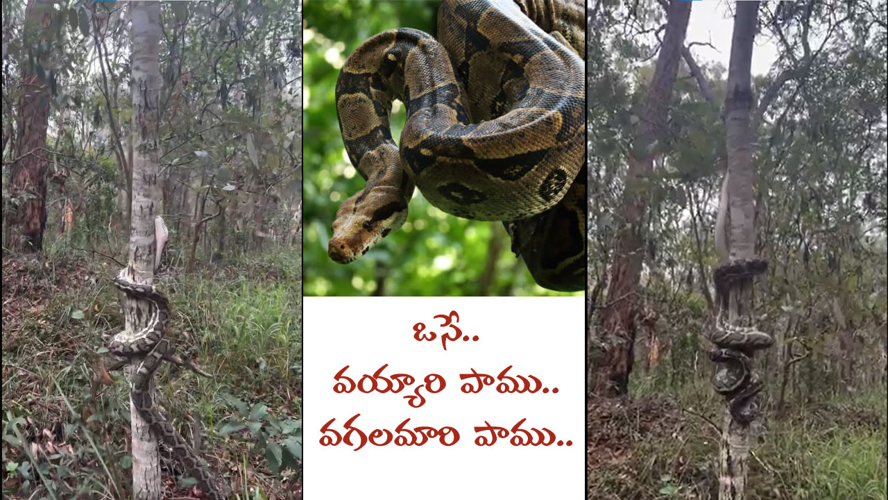 Python Pole Dance | ఒసే వయ్యారీ పాము.. తిప్పుకొంటూ చెట్టెక్కేసిందిగా.. Python Pole Dance | ఒసే వయ్యారీ పాము.. తిప్పుకొంటూ చెట్టెక్కేసిందిగా..