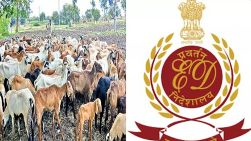 massive-ed-raids-in-hyderabad-telangana-sheep-procurement-scamover-rs-700-crore