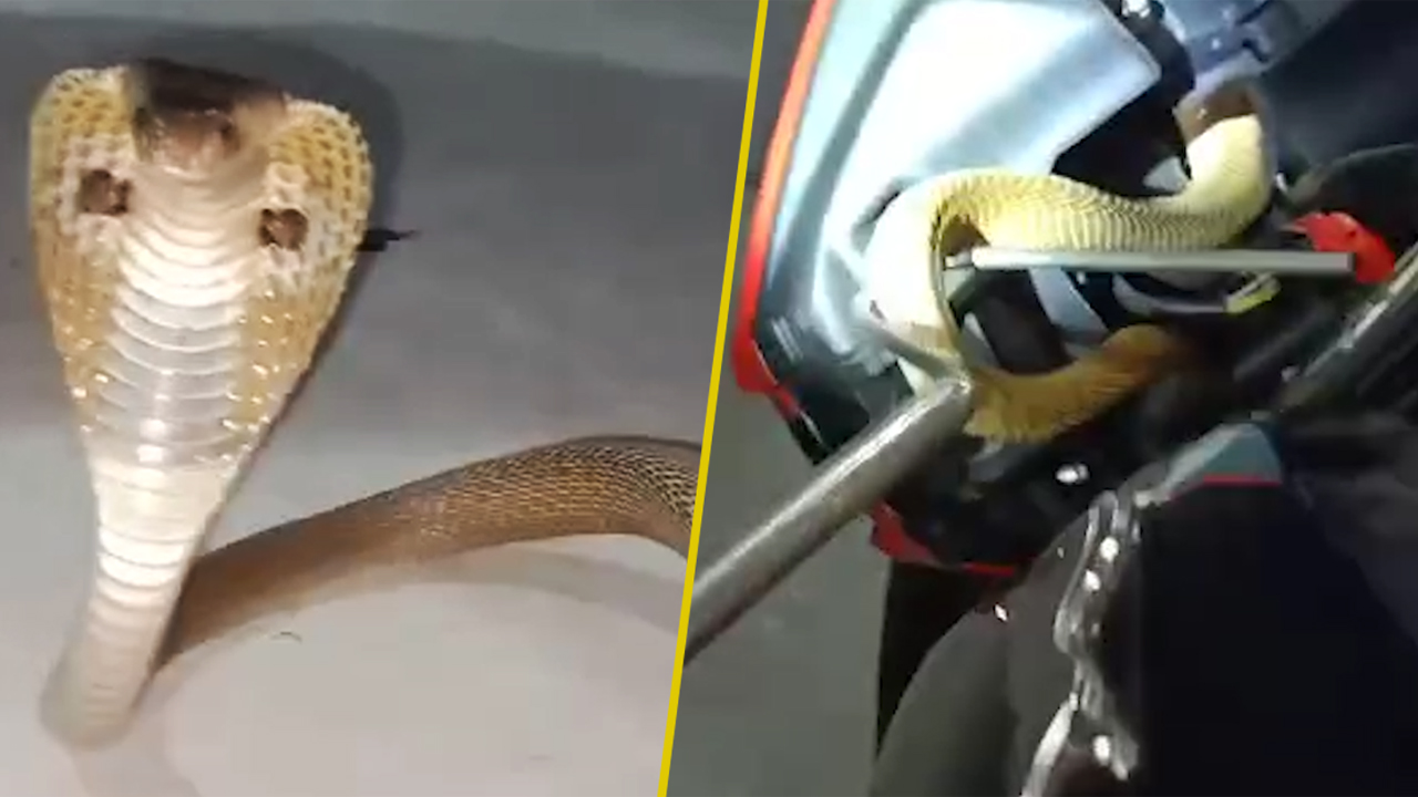 బైక్ లో దూరిన నాగుపాము హల్చల్ బైక్ లో దూరిన నాగుపాము హల్చల్