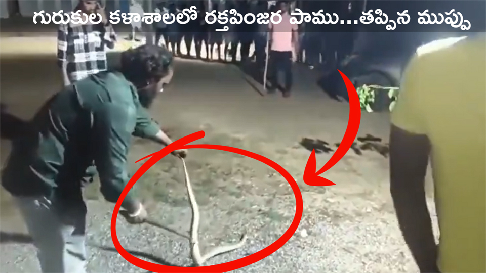 గురుకుల కళాశాలలో రక్తపింజర పాము…తప్పిన ముప్పు గురుకుల కళాశాలలో రక్తపింజర పాము…తప్పిన ముప్పు