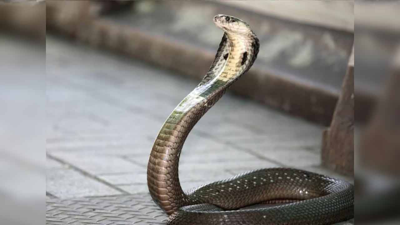 Child bites a Cobra | వామ్మో… నాగుపామును పళ్లతో కొరికి చంపిన ఏడాది బాలుడు Child bites a Cobra | వామ్మో… నాగుపామును పళ్లతో కొరికి చంపిన ఏడాది బాలుడు