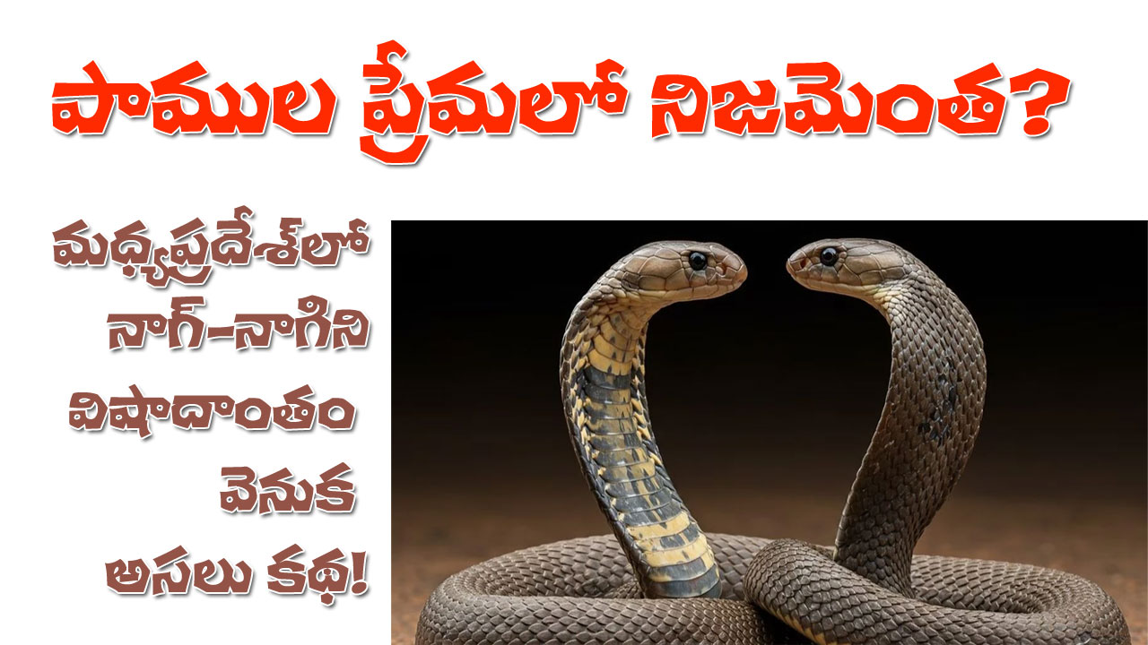 Snakes Love explained | పాముల ప్రేమ నిజమేనా? నాగరాజు, నాగిని అనుబంధంపై మళ్లీ చర్చను రేపిన రెండు పాముల విషాదాంతం! Snakes Love explained | పాముల ప్రేమ నిజమేనా? నాగరాజు, నాగిని అనుబంధంపై మళ్లీ చర్చను రేపిన రెండు పాముల విషాదాంతం!