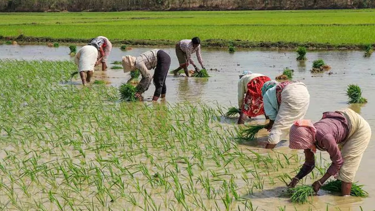 Rain Revives Crops Telangana | ‘బంగారు వాన’తో రైతన్నకు మురిపెం.. Rain Revives Crops Telangana | ‘బంగారు వాన’తో రైతన్నకు మురిపెం..