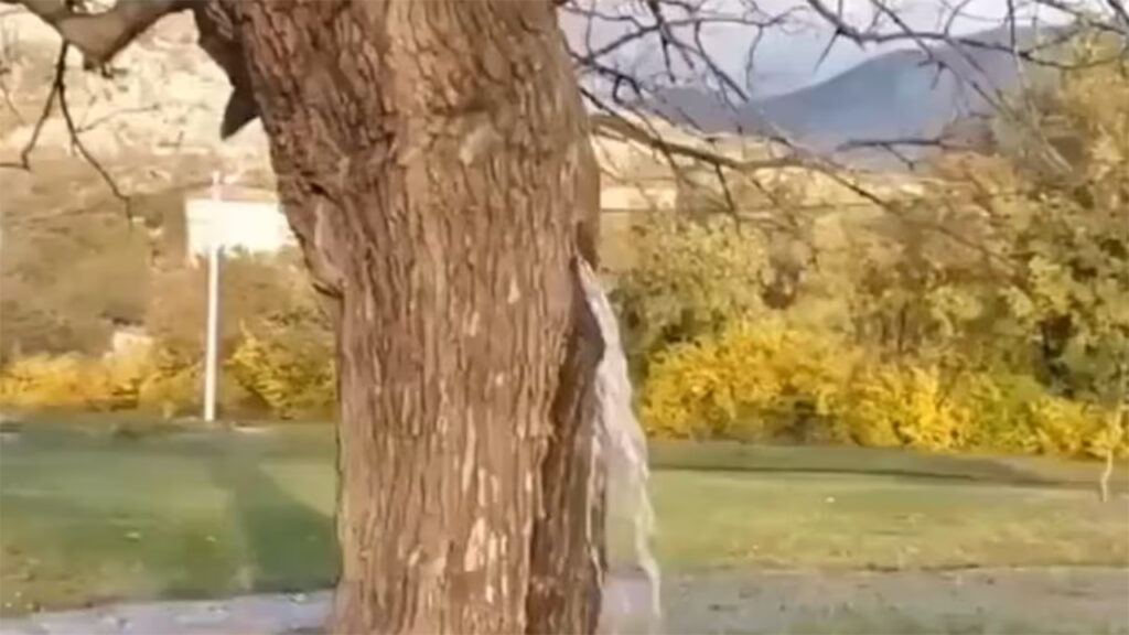tree-spouts-water-like-well-bottle-tree-phenomenon