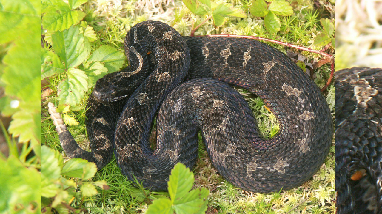 Rattlesnake Inbreeding | రక్త పింజరలలో అంతర్ప్రజననం సమస్య.. ర్యాటిల్స్నేక్స్ మనుగడకు ముప్పు! Rattlesnake Inbreeding | రక్త పింజరలలో అంతర్ప్రజననం సమస్య.. ర్యాటిల్స్నేక్స్ మనుగడకు ముప్పు!