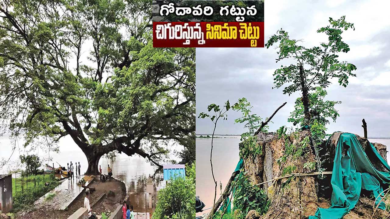 Cinema Tree| సినిమా చెట్టు..గోదావరి గట్టున మళ్లీ చిగురించింది! Cinema Tree| సినిమా చెట్టు..గోదావరి గట్టున మళ్లీ చిగురించింది!