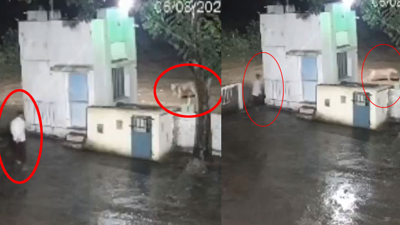Man Lioness Epic Meet | సుస్సు పోసుకుందామని వెళ్లిన వ్యక్తి.. పక్కనే సింహం! భయపడిందెవరో తెలుసా? Man Lioness Epic Meet | సుస్సు పోసుకుందామని వెళ్లిన వ్యక్తి.. పక్కనే సింహం! భయపడిందెవరో తెలుసా?