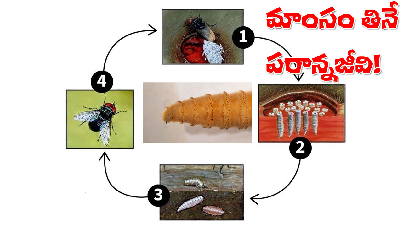 New World screwworm | మనుషులను తినే పరాన్న జీవి.. దీని గురించి చదివితేనే దిమ్మతిరిగిపోద్ది! New World screwworm | మనుషులను తినే పరాన్న జీవి.. దీని గురించి చదివితేనే దిమ్మతిరిగిపోద్ది!