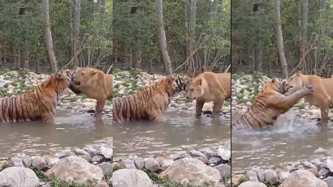 Tiger-Lion Friendship| సివంగితో పులి స్నేహమా..!..ఎందుకలా..? Tiger-Lion Friendship| సివంగితో పులి స్నేహమా..!..ఎందుకలా..?