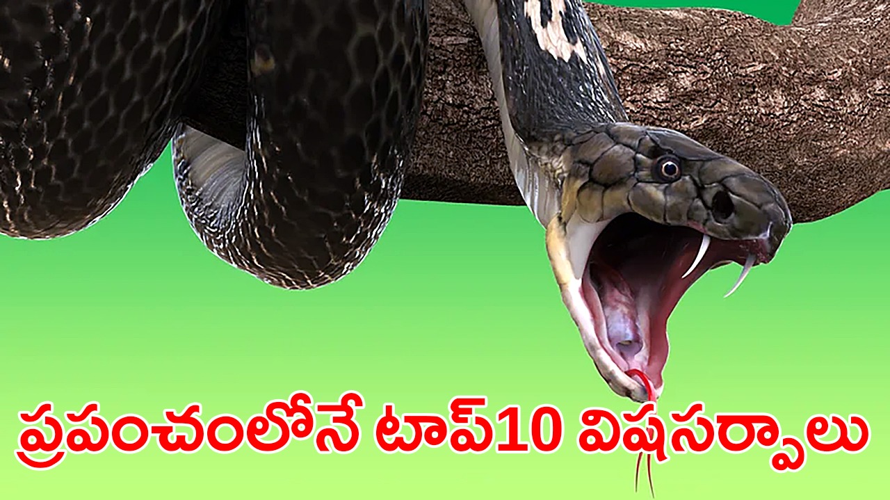 ప్రపంచంలో పది అత్యంత విషపూరితమైన పాములు ఇవే! ప్రపంచంలో పది అత్యంత విషపూరితమైన పాములు ఇవే!