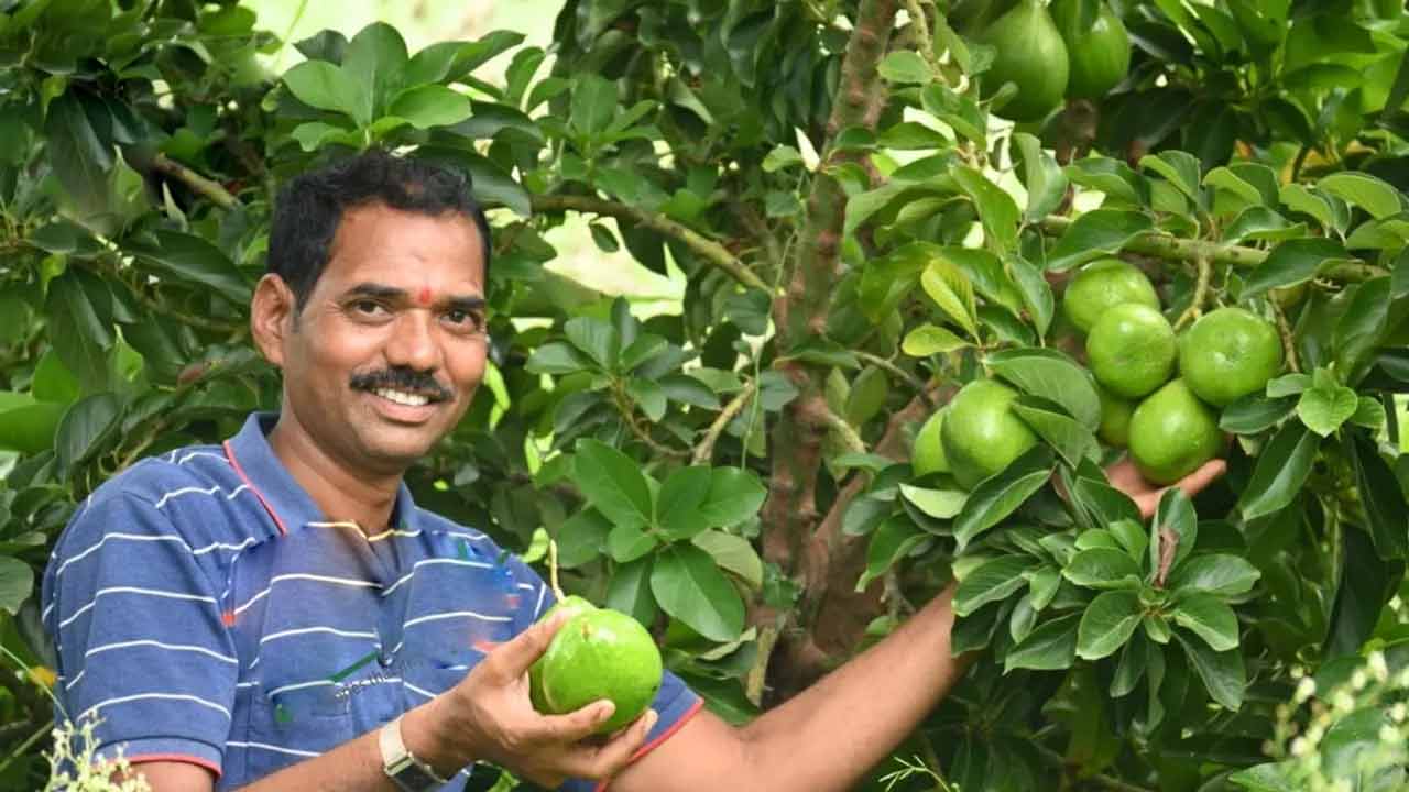 Avocado Farming | కరువు నేలపై సిరులు కురిపిస్తున్న అవకాడో పంట.. ఎకరానికి 26 లక్షలు సంపాదిస్తున్న టాటా ఉద్యోగి Avocado Farming | కరువు నేలపై సిరులు కురిపిస్తున్న అవకాడో పంట.. ఎకరానికి 26 లక్షలు సంపాదిస్తున్న టాటా ఉద్యోగి