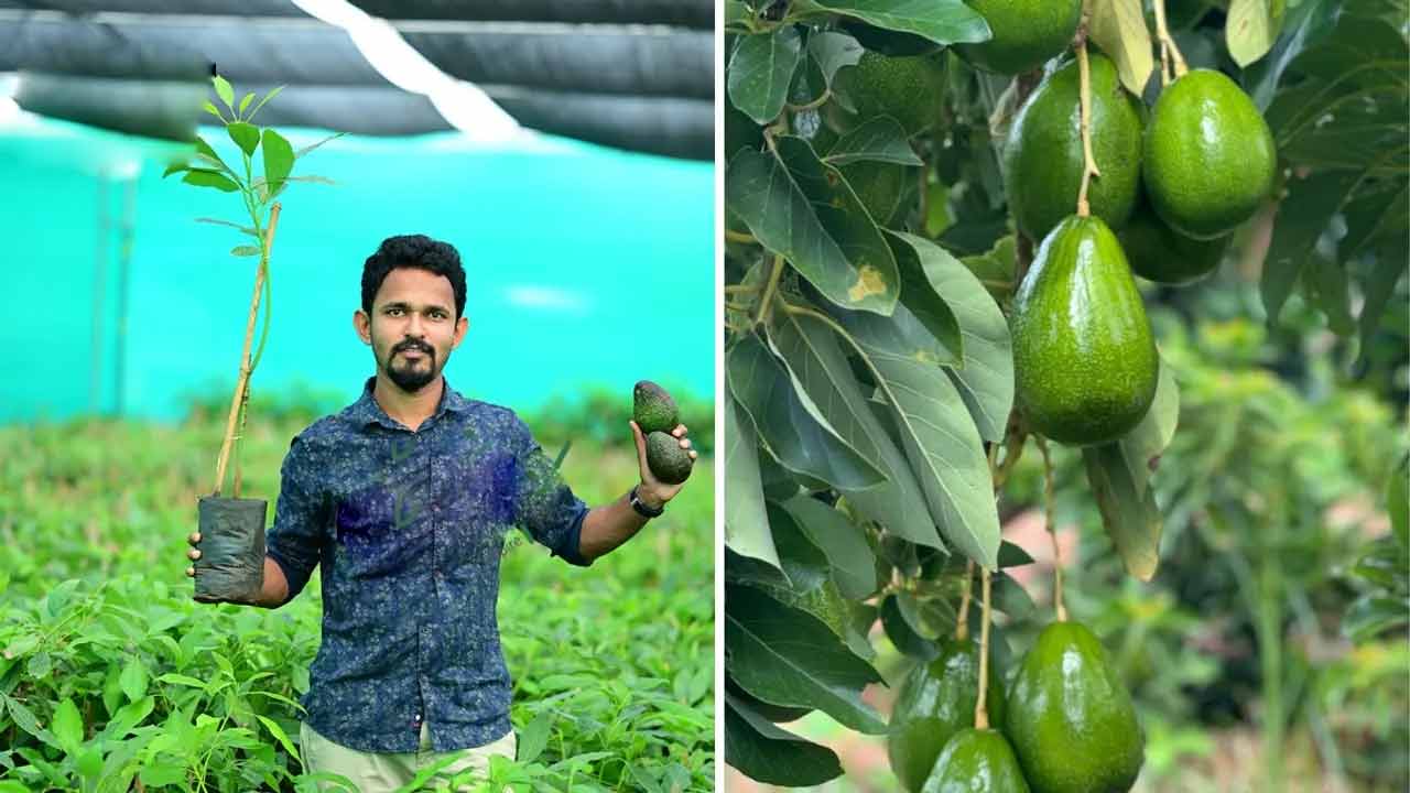 Avocado Nursery | అవకాడో నర్సరీ.. 6 నెలల్లోనే రూ. 50 లక్షలు సంపాదిస్తున్న అకౌంటెంట్ Avocado Nursery | అవకాడో నర్సరీ.. 6 నెలల్లోనే రూ. 50 లక్షలు సంపాదిస్తున్న అకౌంటెంట్