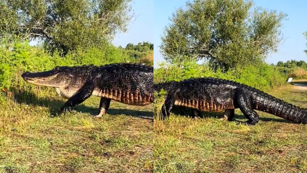 giant-crocodile-dinosaur-like-creature-viral-video