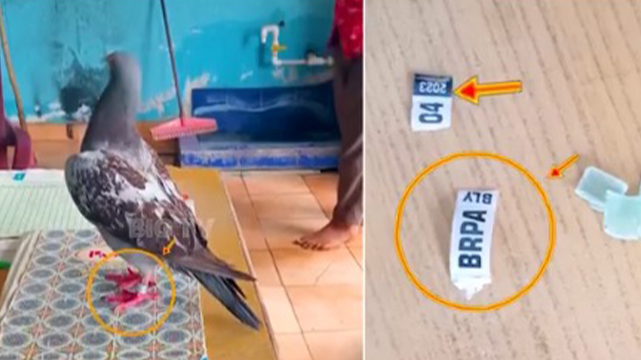 Spy Pigeon | అది గూఢచారి పావురమేనా..? Spy Pigeon | అది గూఢచారి పావురమేనా..?