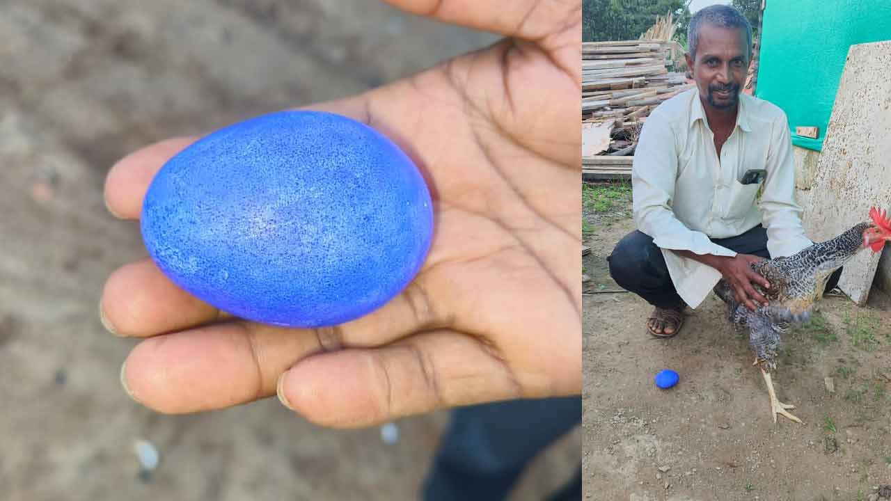 Blue Egg | నీలం రంగులో నాటు కోడిగుడ్డు.. షాకైన యజమాని Blue Egg | నీలం రంగులో నాటు కోడిగుడ్డు.. షాకైన యజమాని