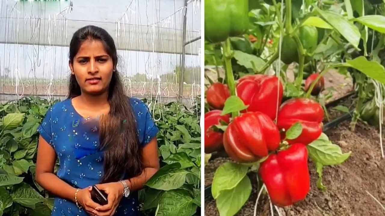 Capsicum Farming | కాసుల వర్షం కురిపిస్తున్న ‘క్యాప్సికం’ సాగు.. ఏడాదికి రూ. 4 కోట్లు సంపాదిస్తున్న ఎంబీఏ గ్రాడ్యుయేట్ Capsicum Farming | కాసుల వర్షం కురిపిస్తున్న ‘క్యాప్సికం’ సాగు.. ఏడాదికి రూ. 4 కోట్లు సంపాదిస్తున్న ఎంబీఏ గ్రాడ్యుయేట్