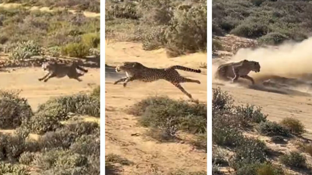 fox-intelligence-cheetah-chase-viral-video