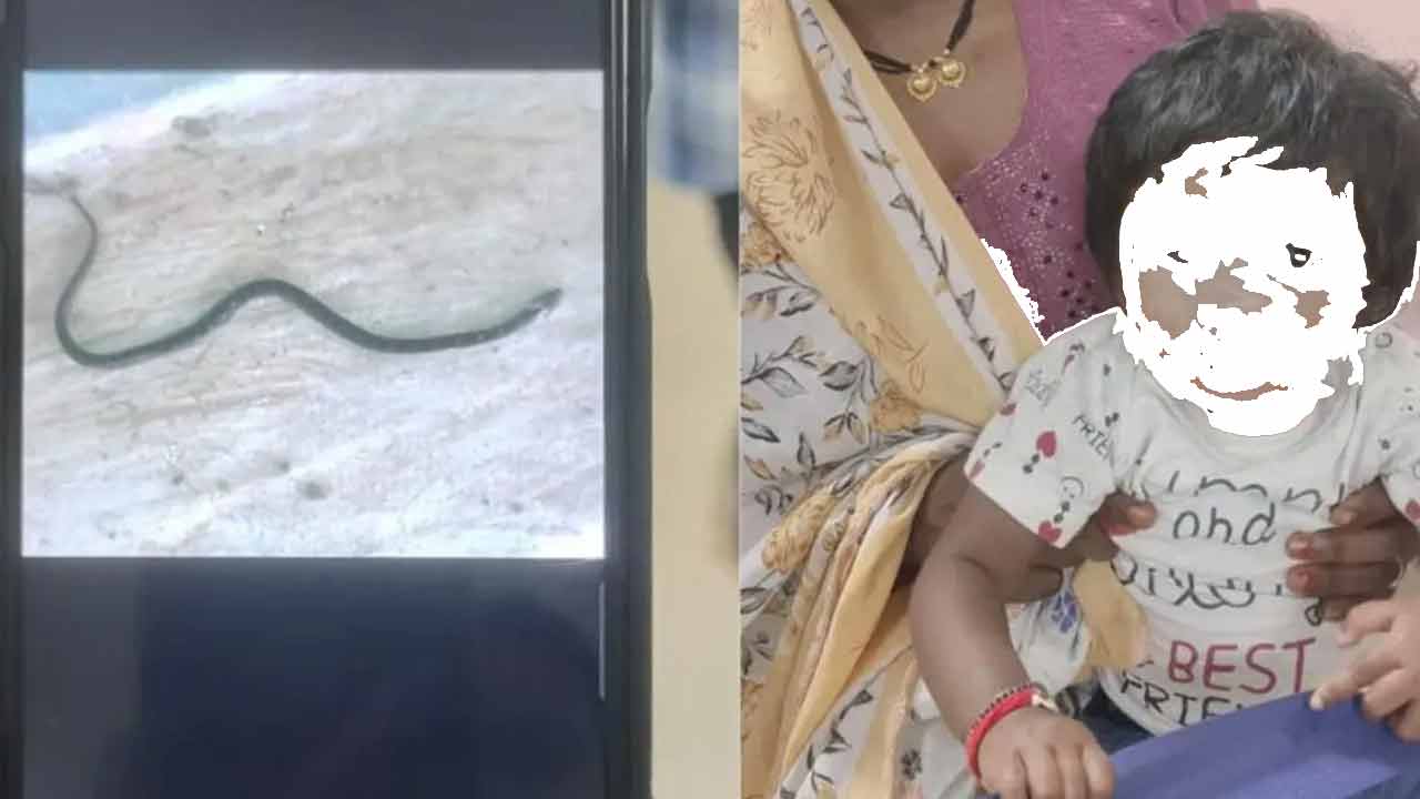 King Cobra | ఏం ధైర్యంరా బాబు.. నాగుపామును నమిలేసిన 9 నెలల చిన్నారి.. King Cobra | ఏం ధైర్యంరా బాబు.. నాగుపామును నమిలేసిన 9 నెలల చిన్నారి..