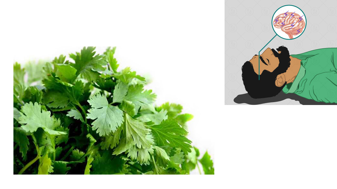 Coriander Epilepsy | మూర్ఛ వ్యాధికి కొత్తిమీర మందు! Coriander Epilepsy | మూర్ఛ వ్యాధికి కొత్తిమీర మందు!