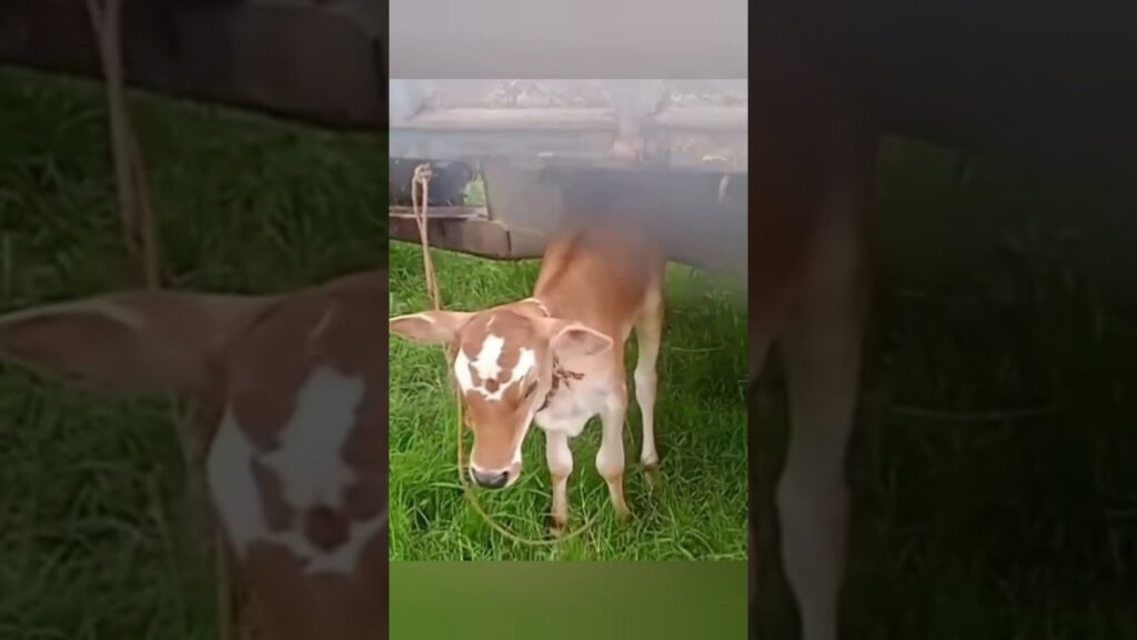 tirumala-three-namalu-calf-born-chittoor-venkanna-mahima