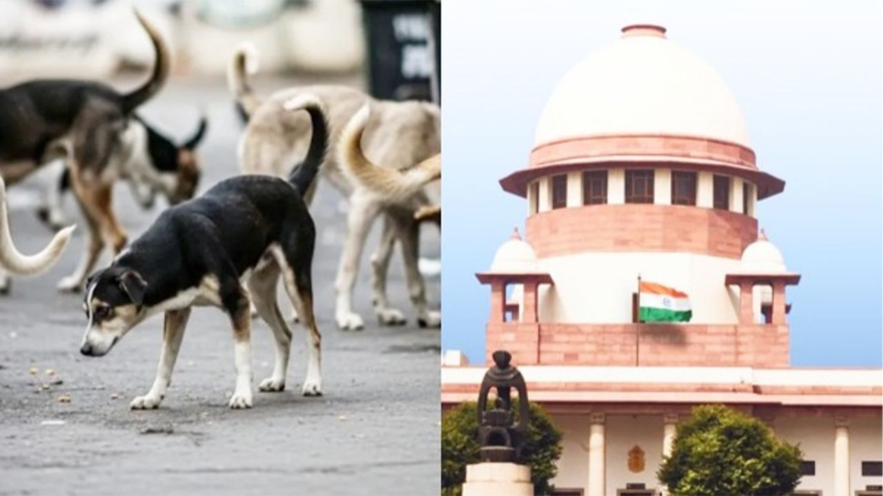 SC On Stray Dogs| సుప్రీంకోర్టులో ఢిల్లీ వీధి కుక్కల కేసు తీర్పు రిజర్వ్ SC On Stray Dogs| సుప్రీంకోర్టులో ఢిల్లీ వీధి కుక్కల కేసు తీర్పు రిజర్వ్