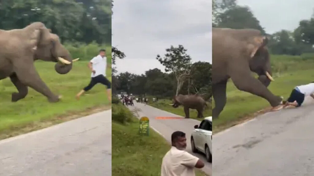 bandipur-elephant-attack-kerala-tourist-escapes-death-in-viral-video-roadside-encounter