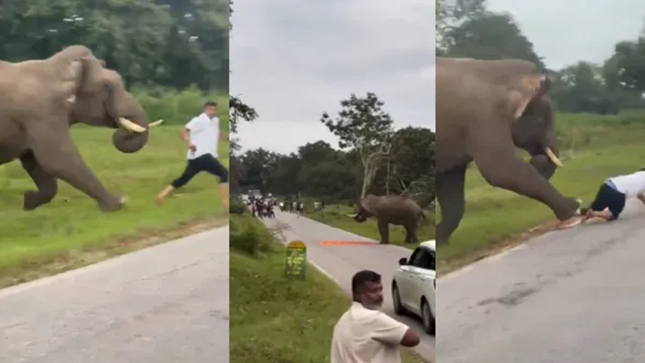 Bandipur Elephant Attack : పర్యాటకుడిపై ఏనుగు దాడి..వైరల్ గా వీడియో Bandipur Elephant Attack : పర్యాటకుడిపై ఏనుగు దాడి..వైరల్ గా వీడియో