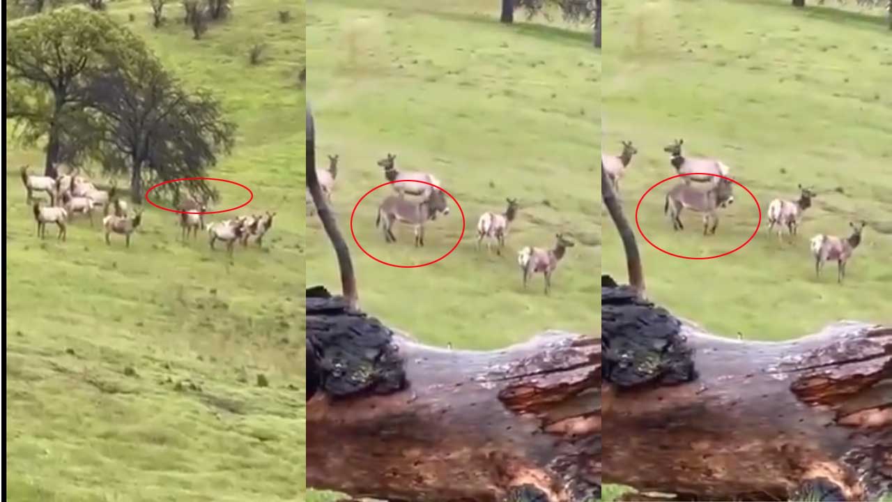 Wildlife Wonders| తప్పిపోయిన గాడిద..ఆరేళ్లకు జింకల గుంపులో ప్రత్యక్షం ! Wildlife Wonders| తప్పిపోయిన గాడిద..ఆరేళ్లకు జింకల గుంపులో ప్రత్యక్షం !