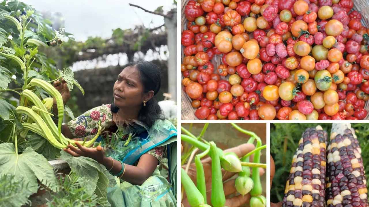 Gajawada Swaroopa | గజవాడ స్వరూప తెలంగాణ విత్తన భాండాగారం..! 650 దేశీ విత్తనాలు ఆమె సొంతం..!! Gajawada Swaroopa | గజవాడ స్వరూప తెలంగాణ విత్తన భాండాగారం..! 650 దేశీ విత్తనాలు ఆమె సొంతం..!!