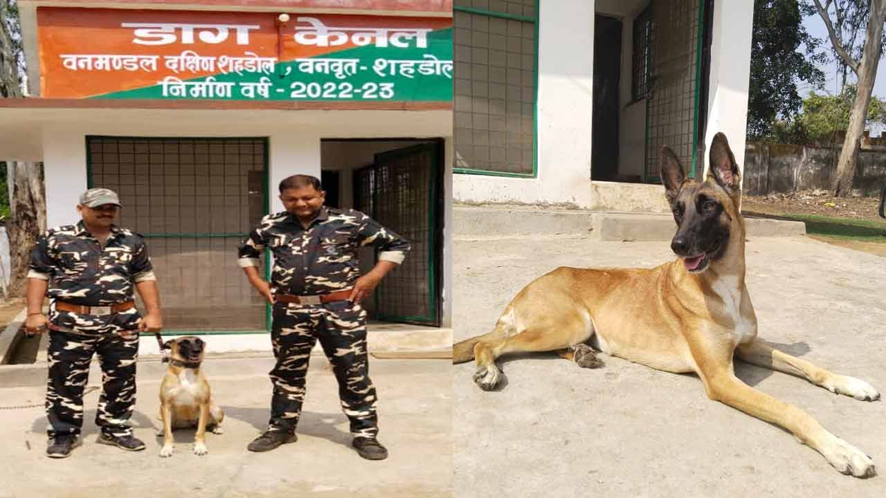 Dog Protects Tigers | పులులకు రక్షణగా ‘కుక్క’..! వేటగాళ్ల వెన్నులో వణుకు పుట్టిస్తున్న ‘జెనీ’..!! Dog Protects Tigers | పులులకు రక్షణగా ‘కుక్క’..! వేటగాళ్ల వెన్నులో వణుకు పుట్టిస్తున్న ‘జెనీ’..!!