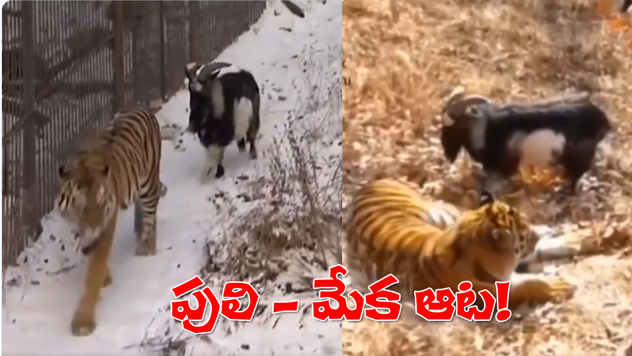 Interesting Video | తైమూర్ మేక, అమూర్ పులి మధ్య ఆశ్చర్యకర స్నేహం! Interesting Video | తైమూర్ మేక, అమూర్ పులి మధ్య ఆశ్చర్యకర స్నేహం!