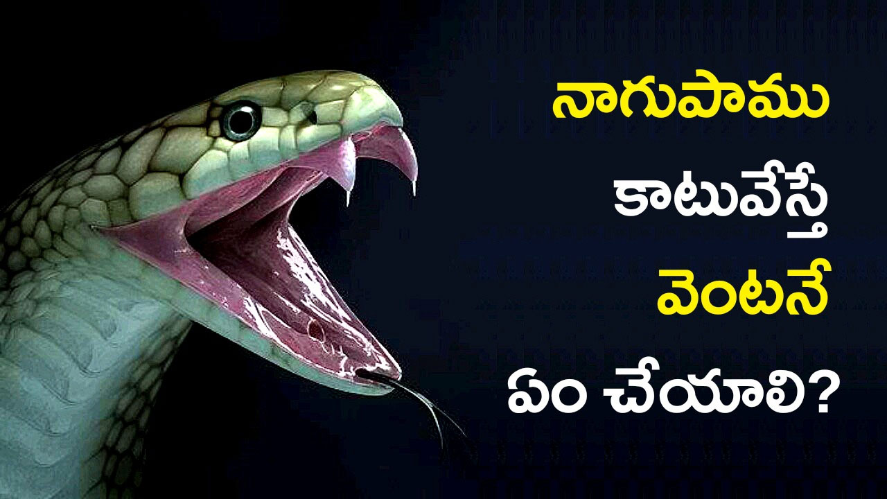 Cobra Bite First Aid Guide | నాగుపాము కాటువేస్తే వెంటనే ఏం చేయాలి? యాంటీ వెనమ్ అంటే ఏంటి? Cobra Bite First Aid Guide | నాగుపాము కాటువేస్తే వెంటనే ఏం చేయాలి? యాంటీ వెనమ్ అంటే ఏంటి?