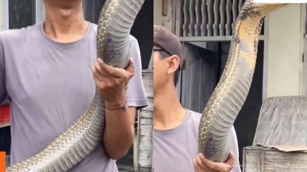 King Cobra | ఈ నాగుపాము వెరీ స్పెషల్..! ఏనుగును కూడా చంపగలదట..!! King Cobra | ఈ నాగుపాము వెరీ స్పెషల్..! ఏనుగును కూడా చంపగలదట..!!