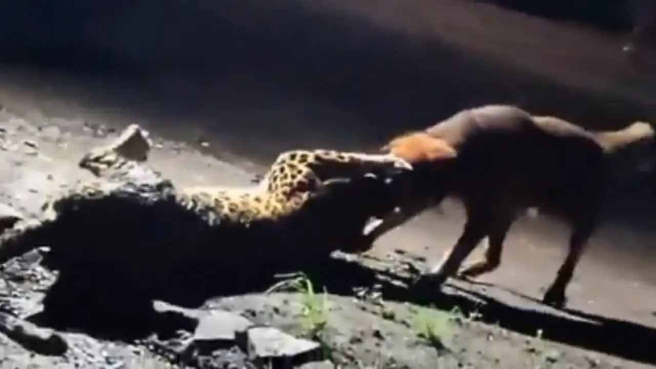 Leopard vs Dog | కుక్క దెబ్బకు పిల్లిలా పారిపోయిన చిరుత పులి.. గ్రామ సింహాం తెగువకు నెటిజన్లు ఫిదా..! Leopard vs Dog | కుక్క దెబ్బకు పిల్లిలా పారిపోయిన చిరుత పులి.. గ్రామ సింహాం తెగువకు నెటిజన్లు ఫిదా..!