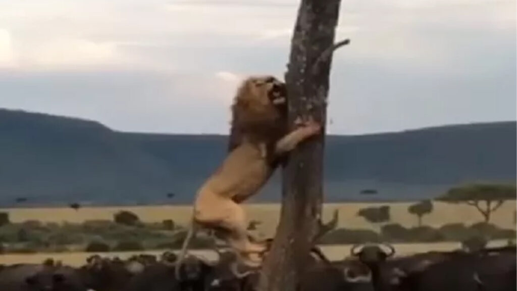 lion-climbing-tree-viral-video