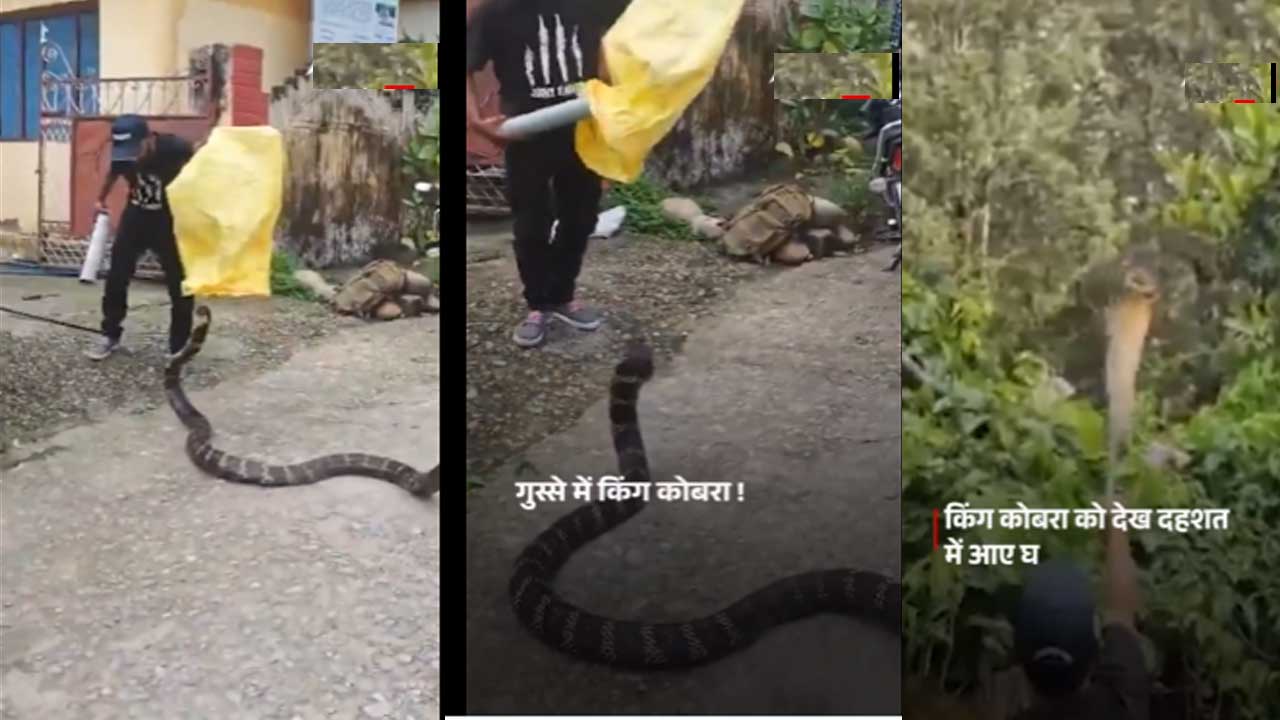 King Cobra Attack| కింగ్ కోబ్రా రచ్చ రచ్చ…! King Cobra Attack| కింగ్ కోబ్రా రచ్చ రచ్చ…!